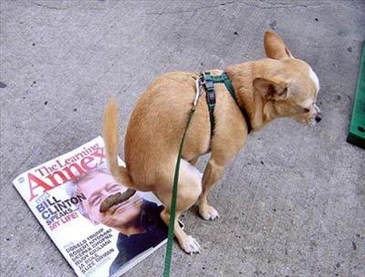 you rude rude dog....