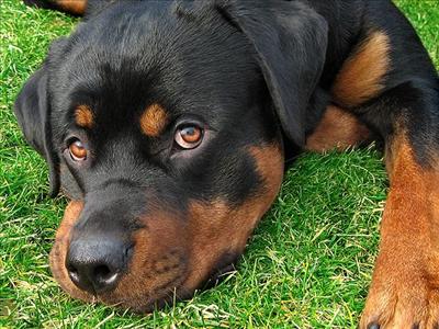 Rottwieler