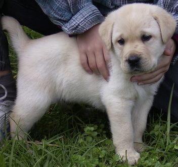 A labrador Puppy