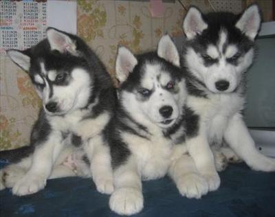 Puppy