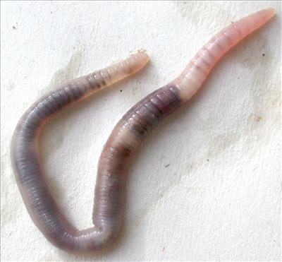 a worm...