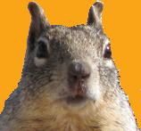 squirrel