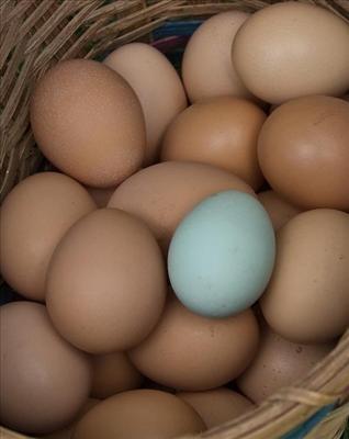 Eggs
