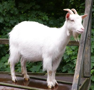 Ram