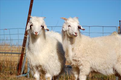 Aus Goats