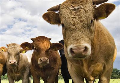 Cows