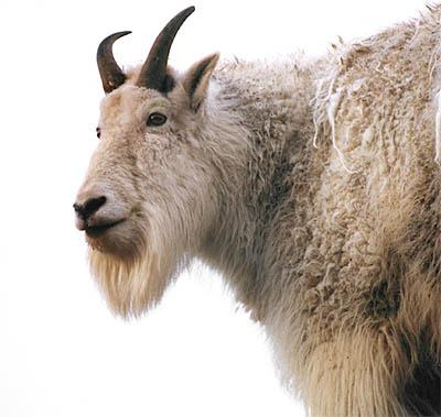 Mountain Goat