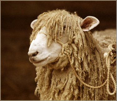 Sheep