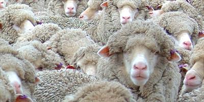 Aussie Sheep