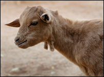 Sudaneese Goat