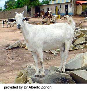 Somali Goat
