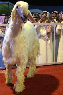 Saudian goat