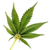 daun ganja