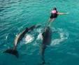 Dolphin4