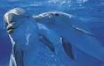 Dolphin6