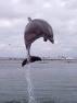 Dolphin5