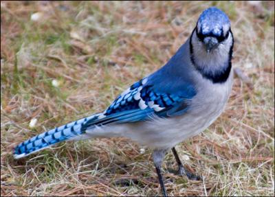 Blue Jay Burger