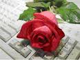 mawar merah