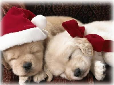 christmas puppies