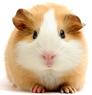 Guinea pig
