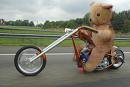 biker bear