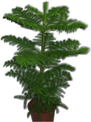 Araucaria (salon çamı)