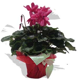 Cyclamen