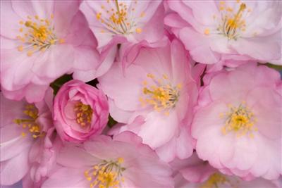 Cherry Blossoms 