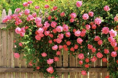 American Beauty Climbing Roses