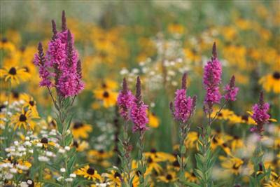 Field of Wildflowers