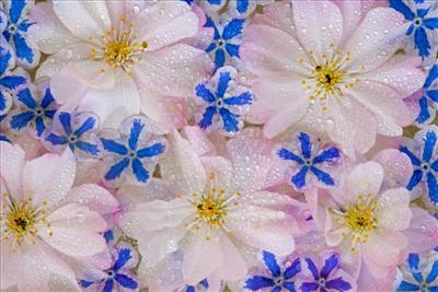 Floating Blossoms 