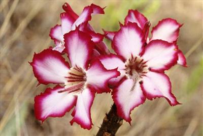 Impala Lily, Kruger National Park