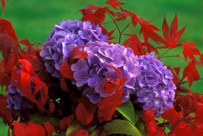 Hydrangea and Fall Leaves
