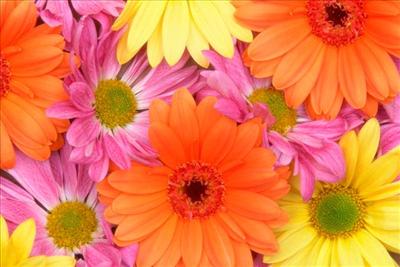 Fresh Daisies