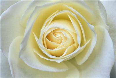 Delicate Elegance