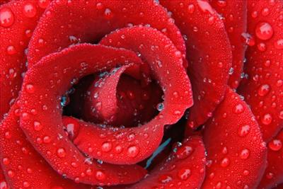 Delicate Dewy Rose