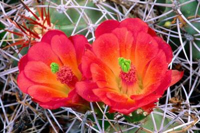 Claret Cup Cactus