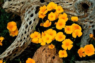 Mexican Goldpoppies, Oregonpipe Cactus National Monument
