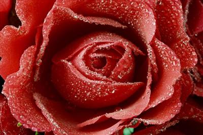 A Dewy Red Rose