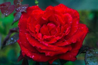 A Wild Rose
