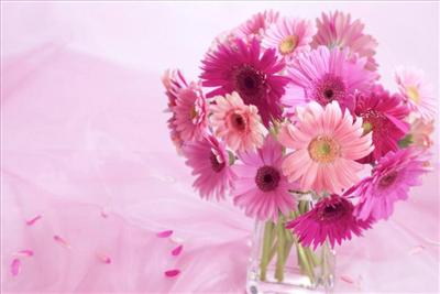 Gerbera Daisy Arrangement