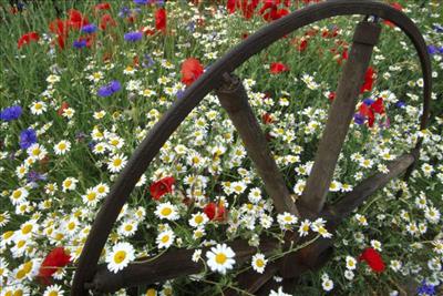 Corn Chamomile, Poppies and Cornflowers