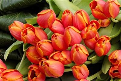 Tulip Arrangement