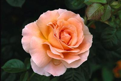 Hybrid Tea Rose