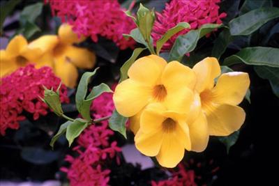 Golden Trumpets