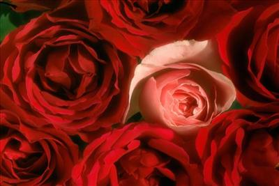 Sensuous Beauties