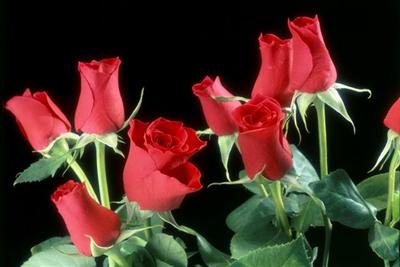 Red Roses 