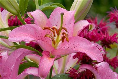 Asiatic Lily, Washington
