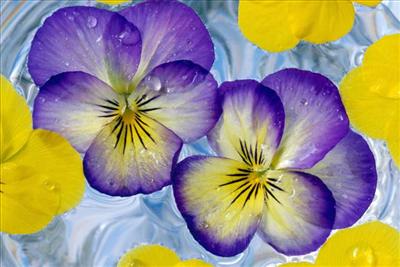 Floating Viola