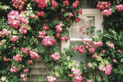 Country Cottage, Nantucket, Massachusetts